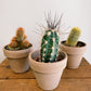 Cactus (Assorted)