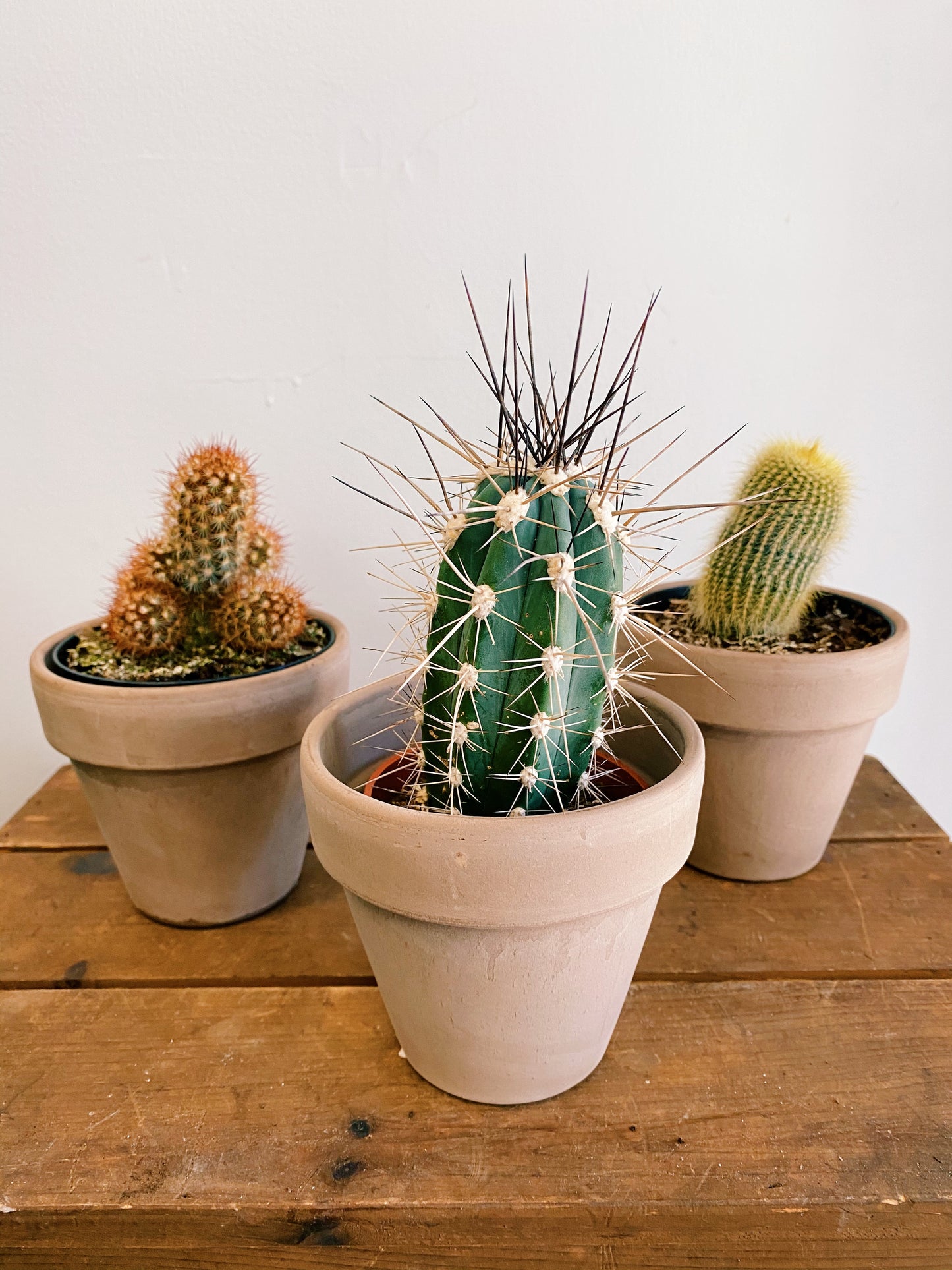 Cactus (Assorted)