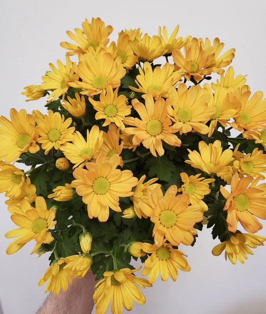 Potted Chrysanthemum - Annual Fall Mums