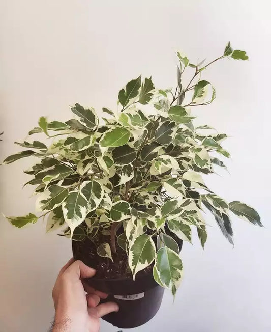 Ficus benjamina Varigated