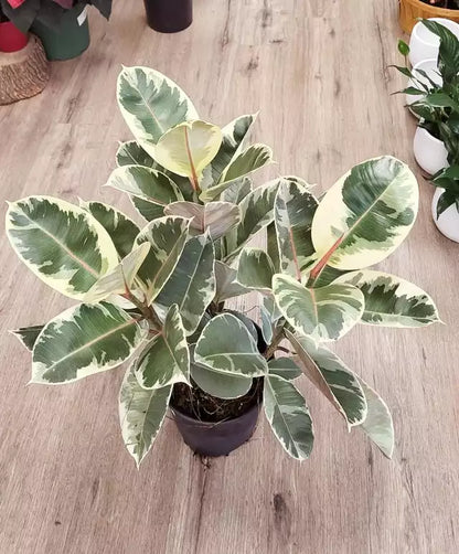 Ficus elastica ‘Tineke’ - Rubber Tree