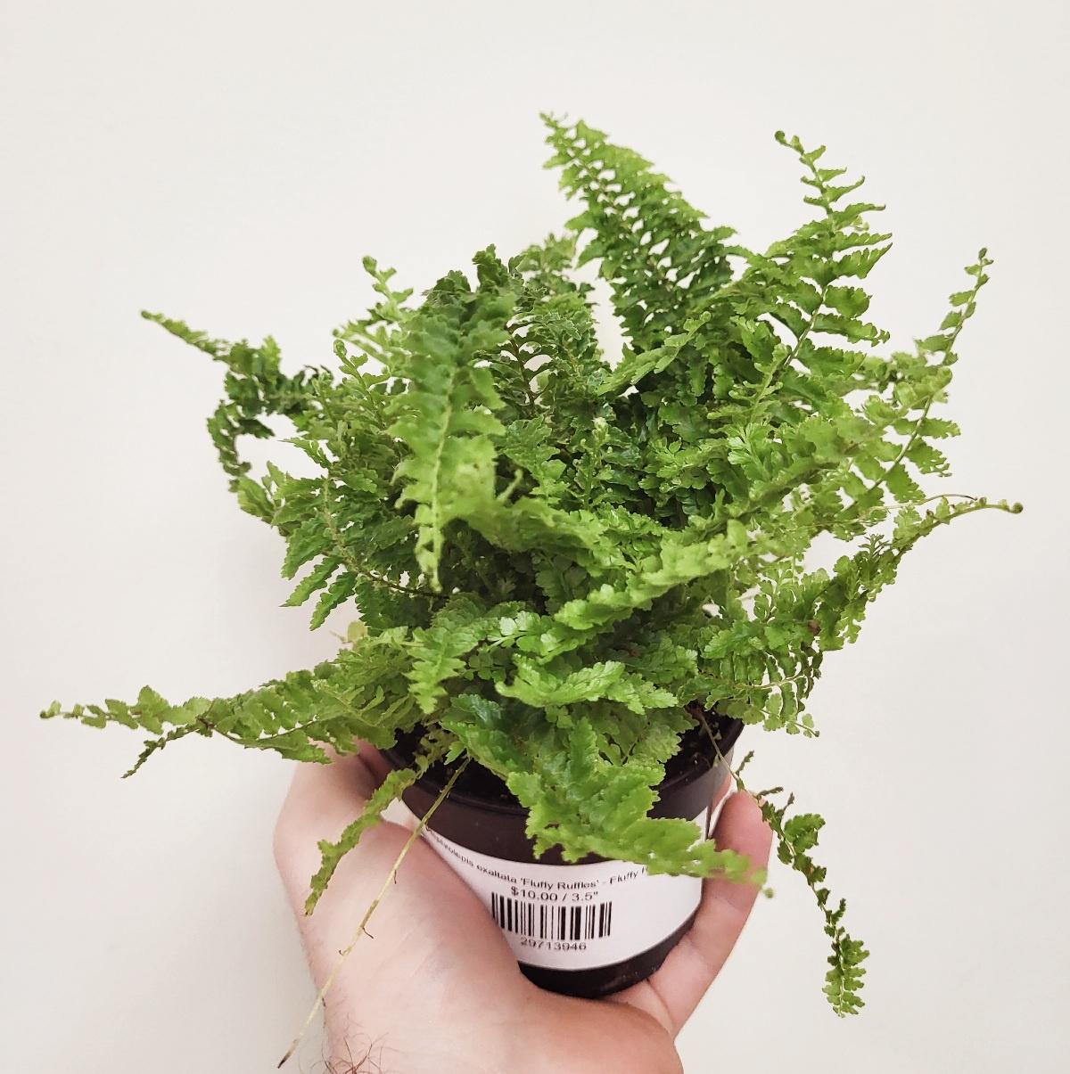 Nephrolepis exaltata 'Fluffy Ruffles' - Fluffy Ruffle Fern – Wild Willy ...