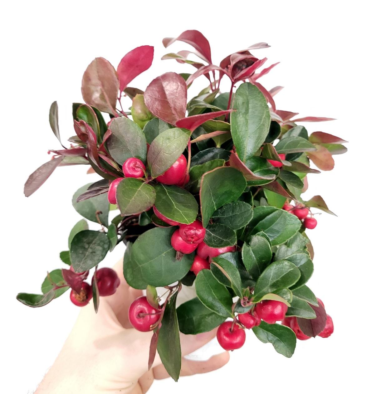 Gaultheria procumbens - Wintergreen