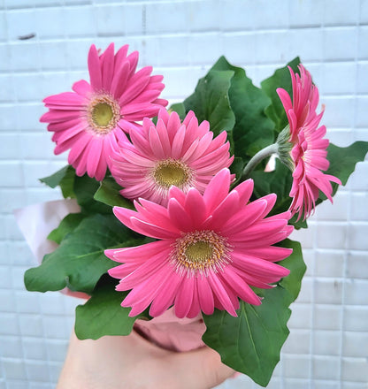 Potted Gerbera Daisy