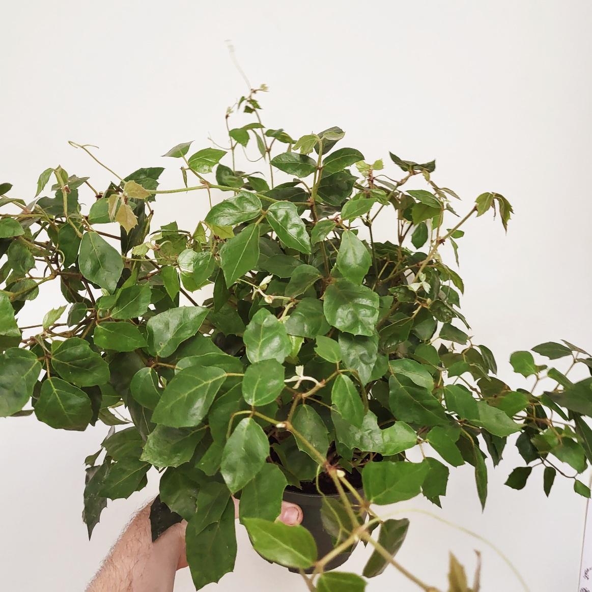Cissus rhombifolia - Grape Leaf Ivy