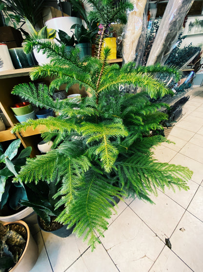 Auracaria heterophylla - Norfolk Pine