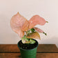 Syngonium 'Neon Pink' - Arrowhead Plant