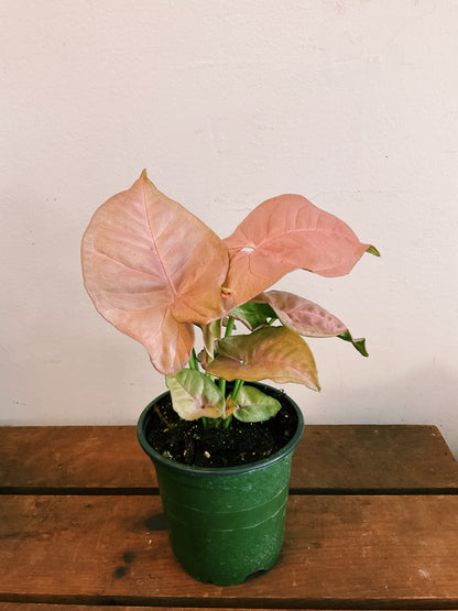 Syngonium 'Neon Pink' - Arrowhead Plant