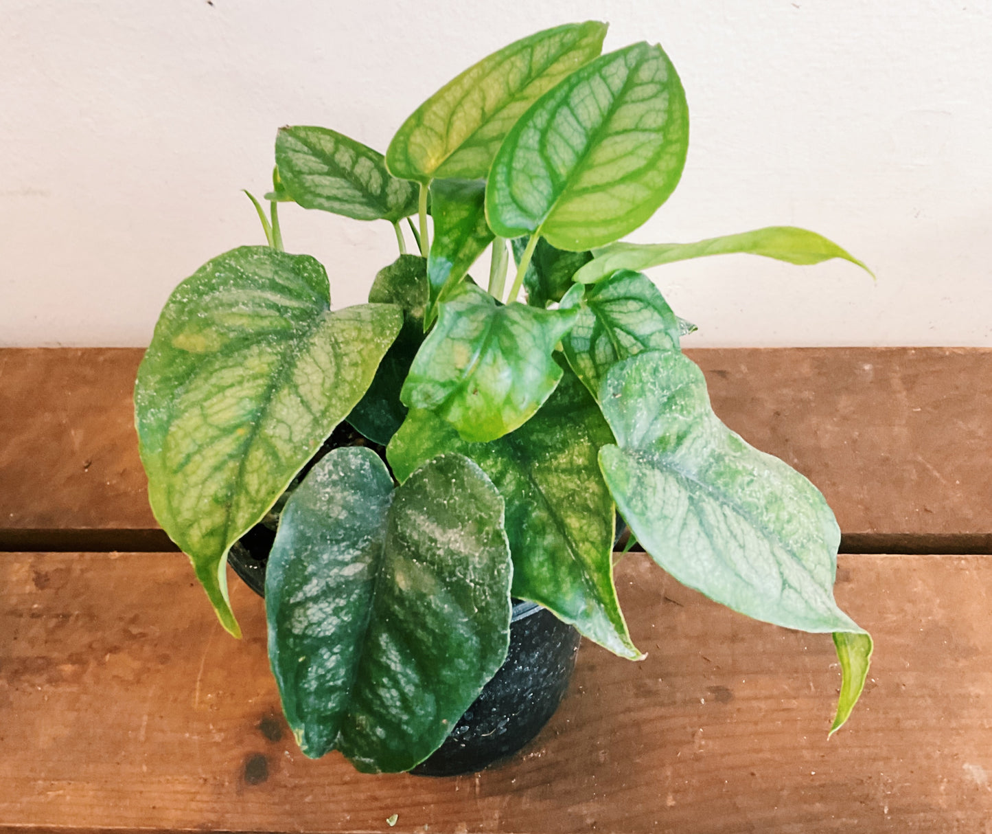 philodendron siltepecana Philodendron siltepecana – Wild Willy's Plants and Flowers