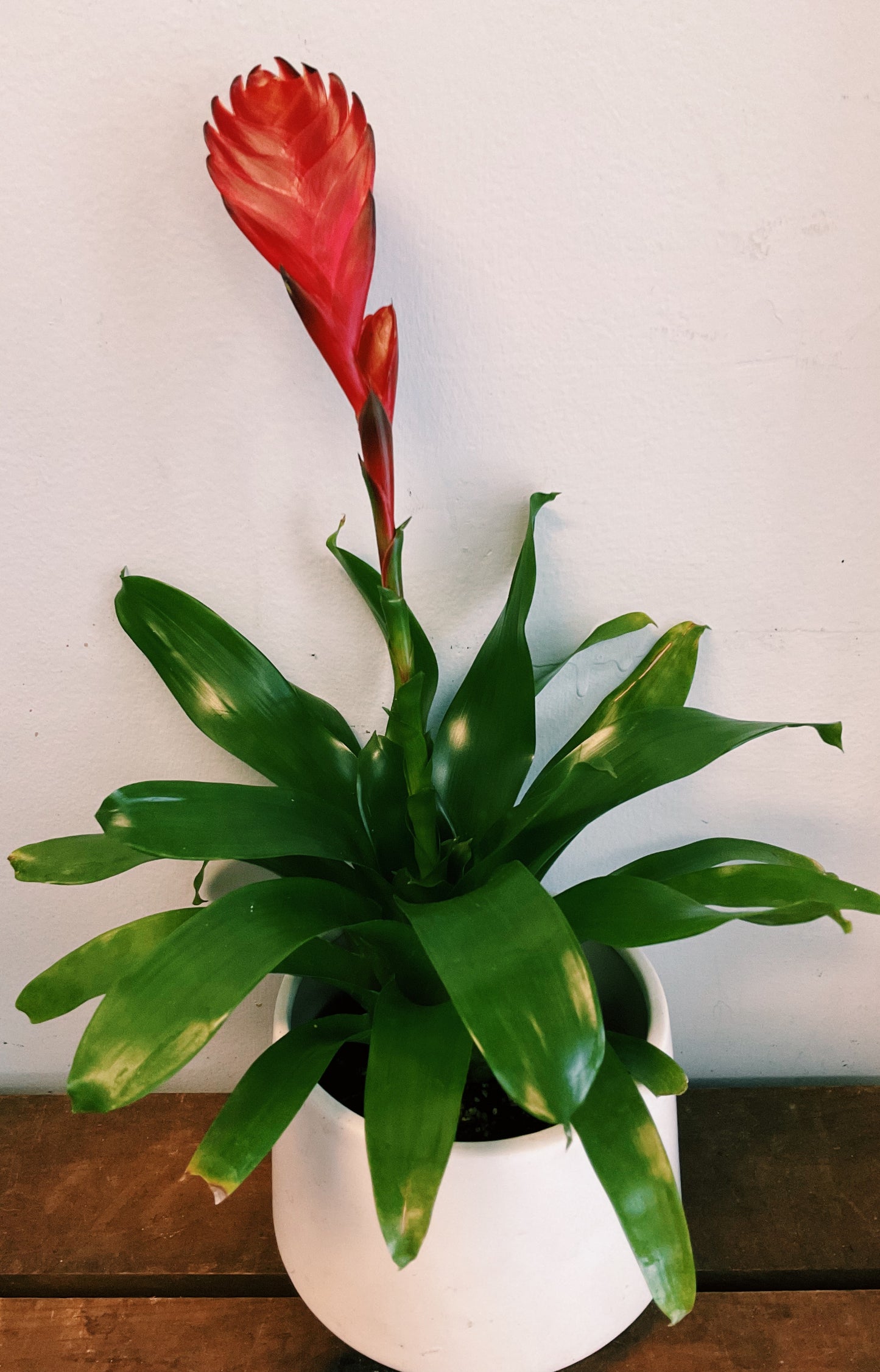 Bromeliad - Vriesea - Flaming Sword Plant