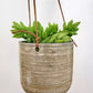 4" Hanging Tropicals/Succulents in Ceramic