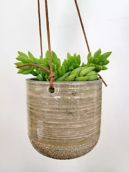 4" Hanging Tropicals/Succulents in Ceramic