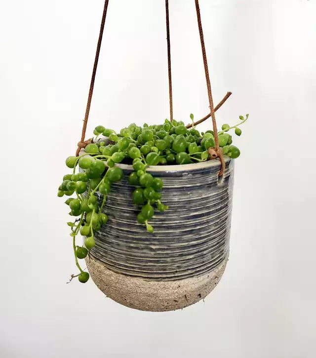4" Hanging Tropicals/Succulents in Ceramic