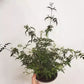 Jasminum polyanthum - Jasmine Vine -
