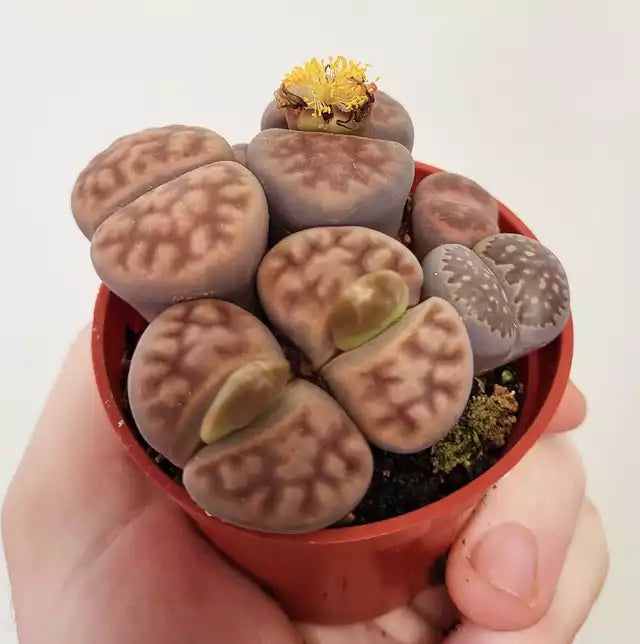 Lithops - Living Stones