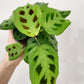 Maranta leuconeura - Prayer Plant