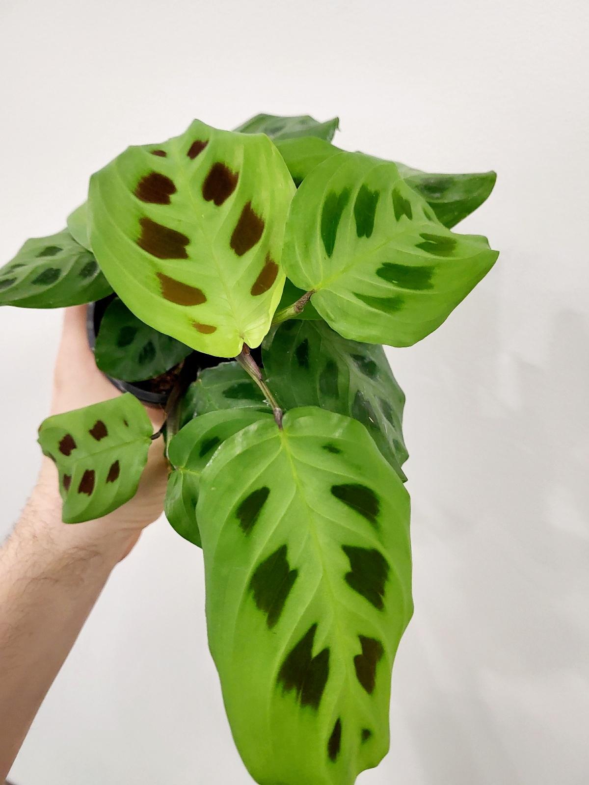 Maranta leuconeura - Prayer Plant