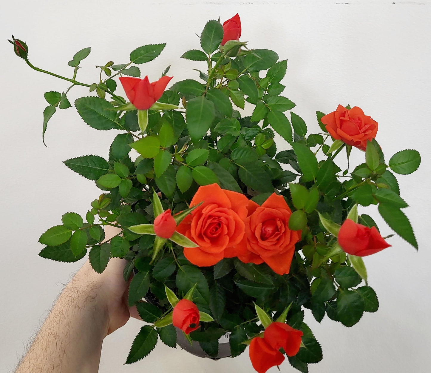 Mini Rose Bush