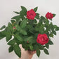 Mini Rose Bush
