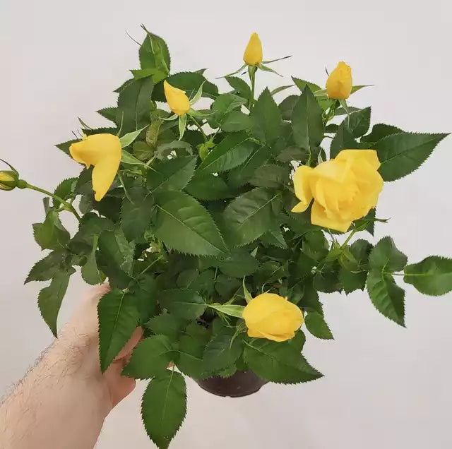 Mini Rose Bush