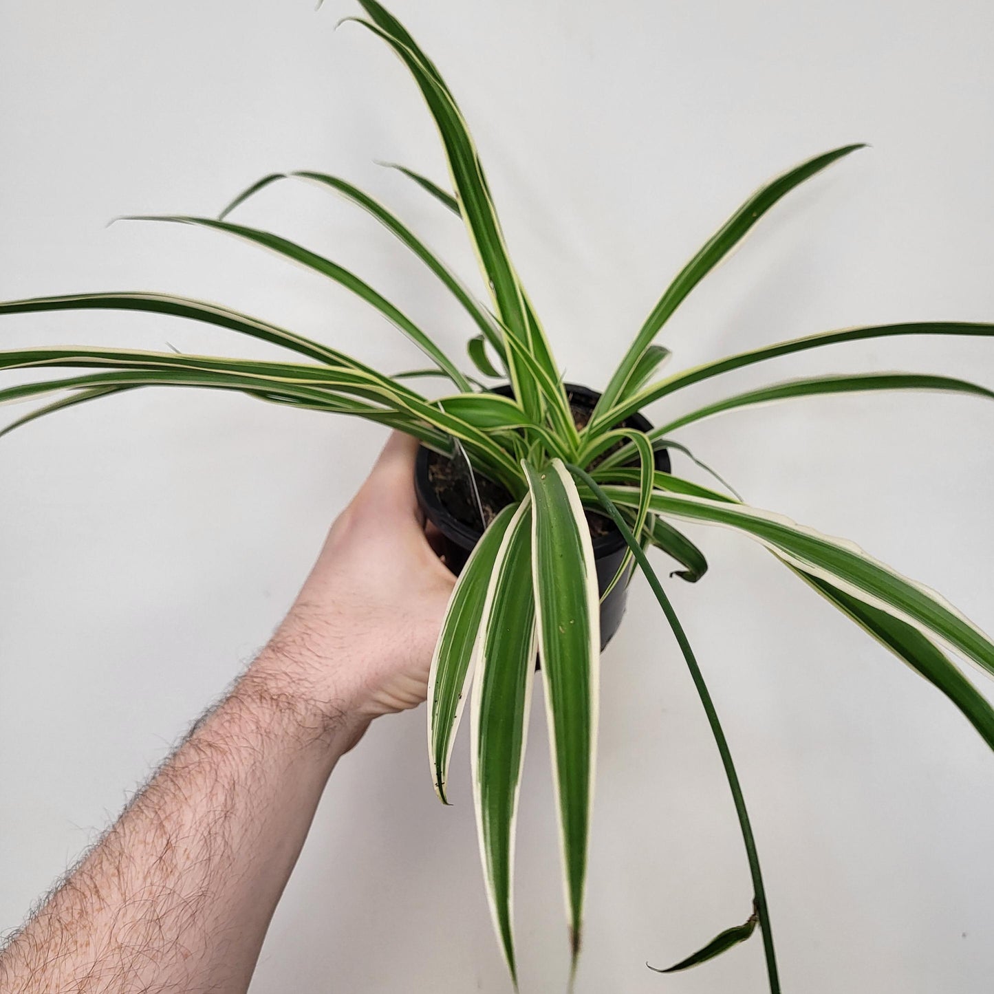 Chlorophytum comosum 'Ocean' - 'Ocean' Spider Plant