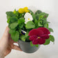 Pansy