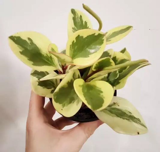 Peperomia obtusifolia hybrid 'Citrus' - Citrus peperomia