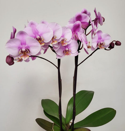 Phalaenopsis 'Maxima' - Orchid in ceramic pot mixed colors