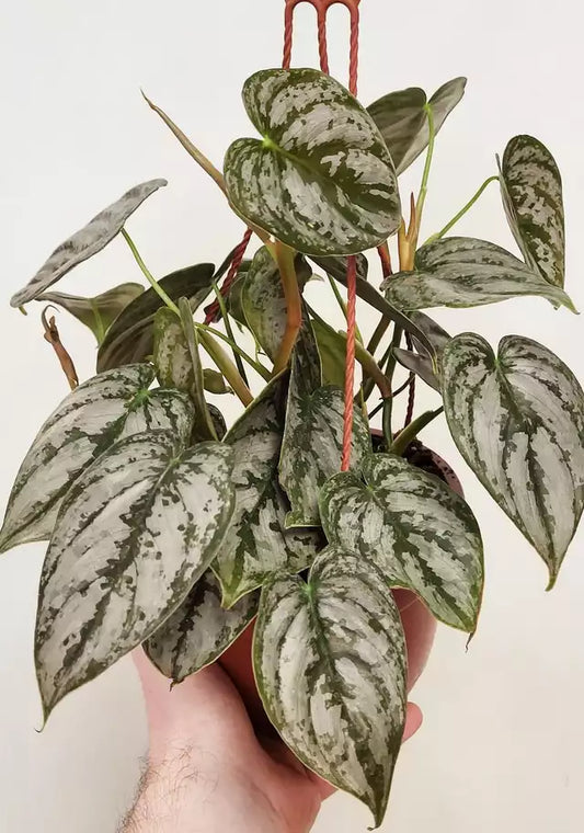 Philodendron brandtianum