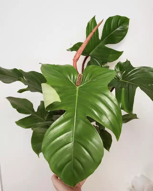 Philodendron squamiferum - Squamiferum