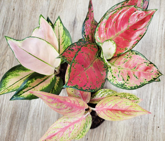 Aglaonema Assorted Pink - Chinese Evergreen Mixed Pink