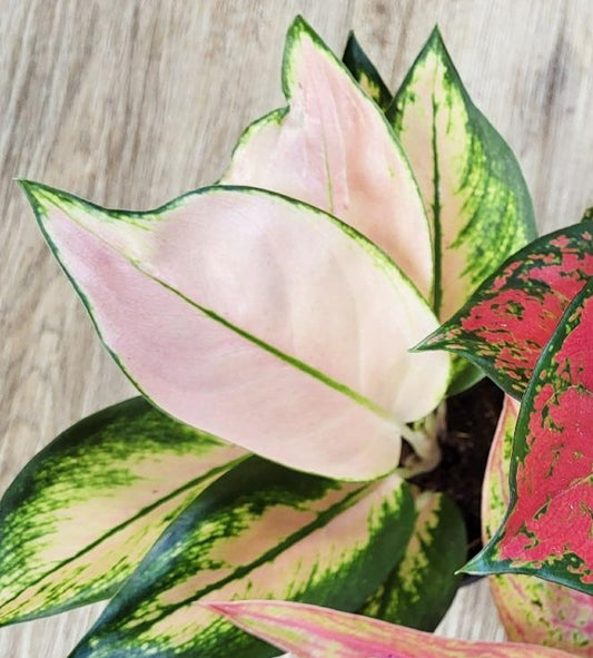 Aglaonema 'Rose' - Chinese Evergreen 'Rose'