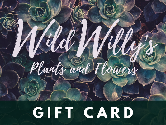 Wild Willy’s Plants & Flowers Gift Card