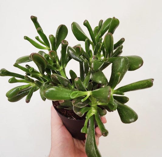 Crassula ovata 'Gollum' - Shrek Ear Jade, Finger Jade