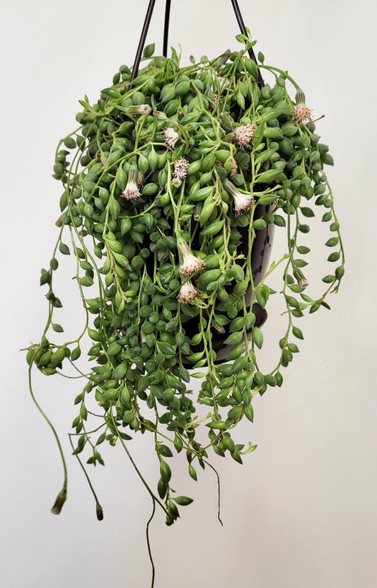 Senecio herreianus - String of Beads