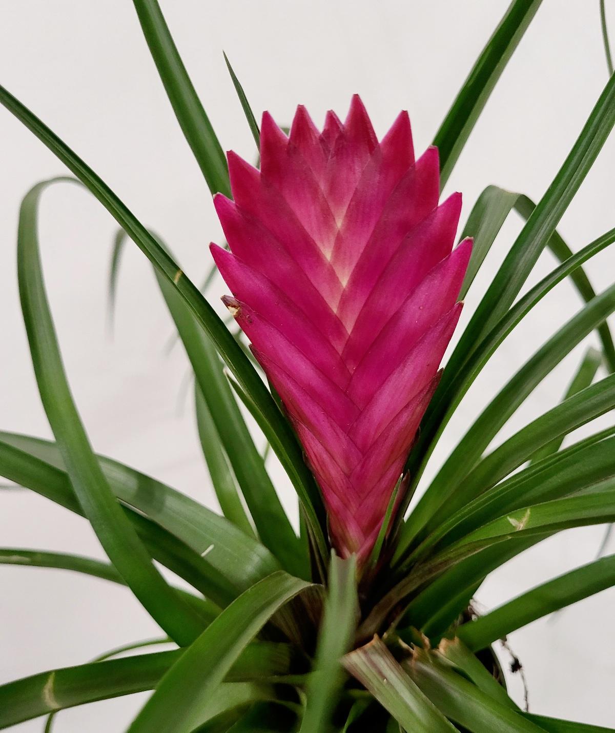 Tillandsia cyanea - Pink Quill / Paddle