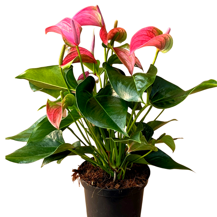 Anthurium