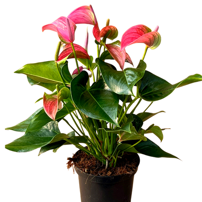 Anthurium