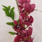 Made with Love - Cymbidium Orchid