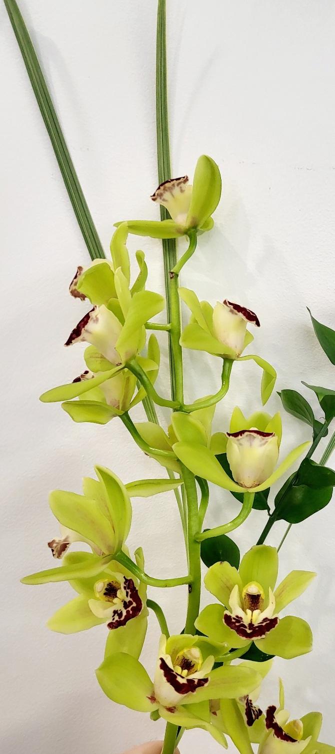 Made with Love - Romantic Cymbidium Orchid