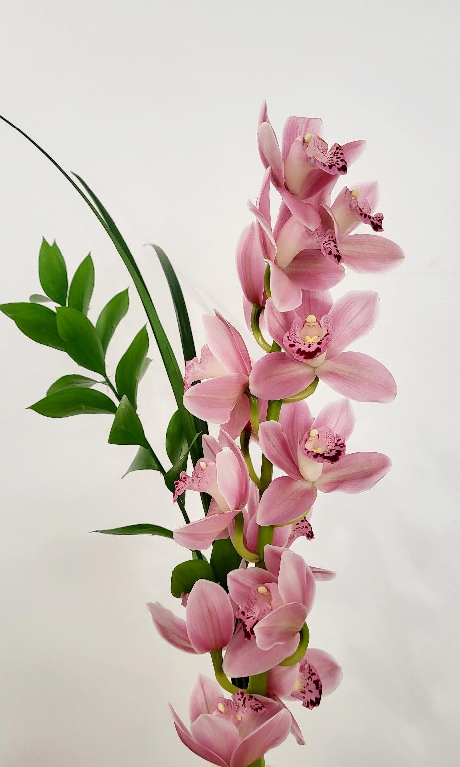 Made with Love - Romantic Cymbidium Orchid