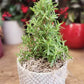 Rosemary Topiary