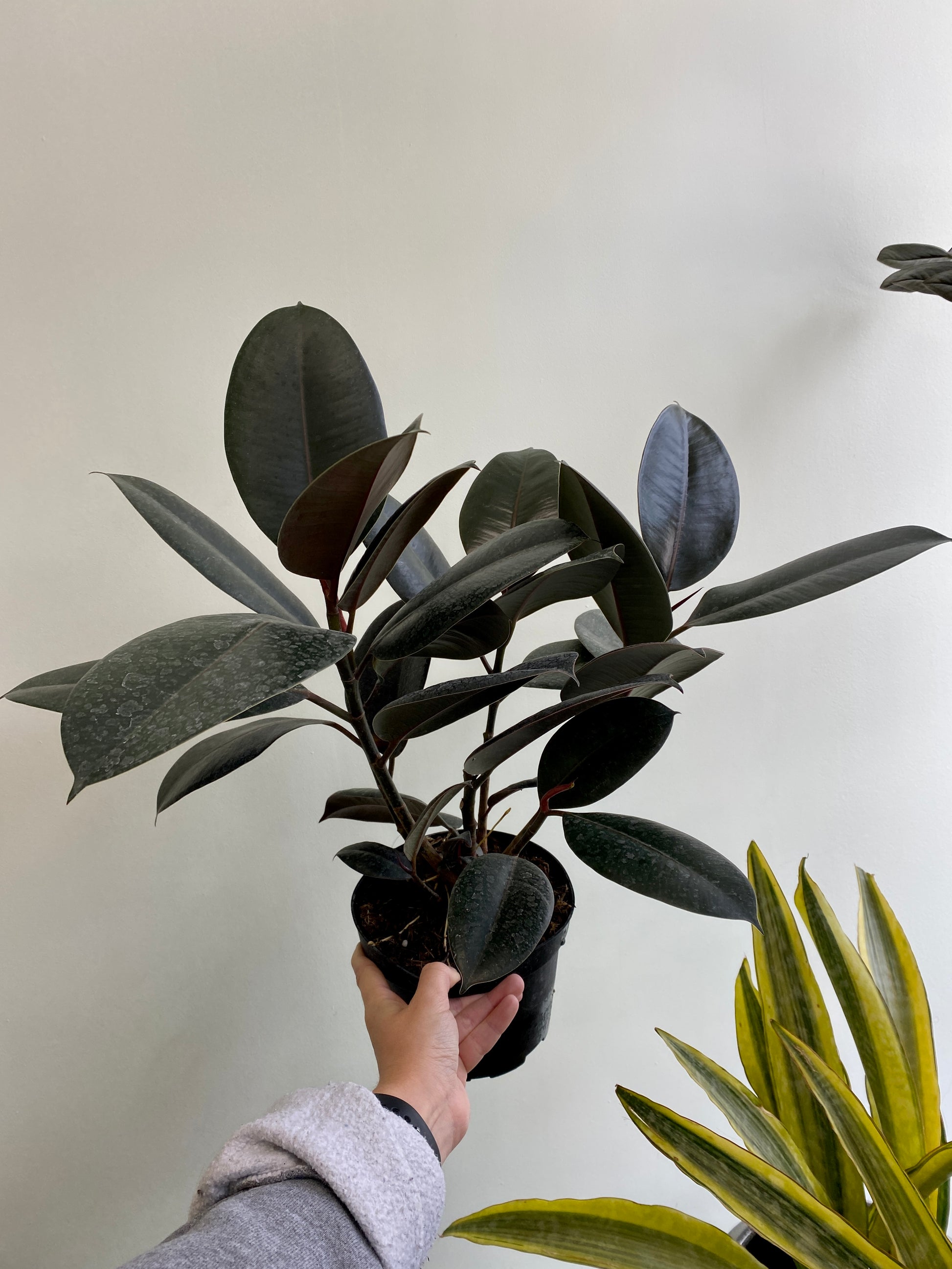 rubber tree flowers Ficus elastica 'Burgundy'