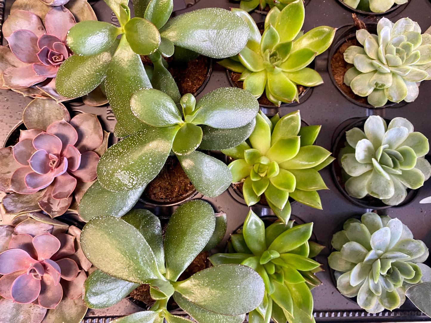 Succulents (Assorted)