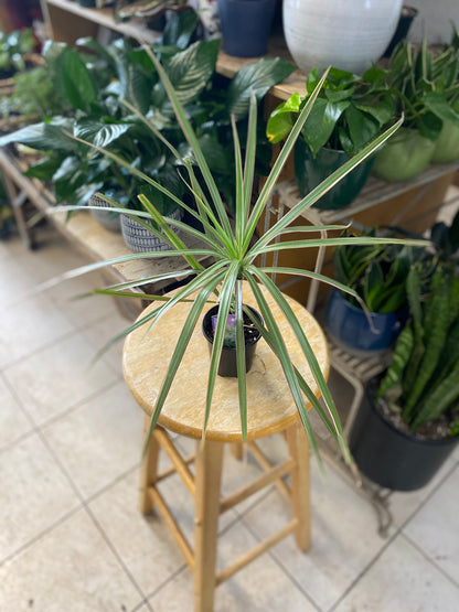 Dracaena marginata ‘Bi-Color’