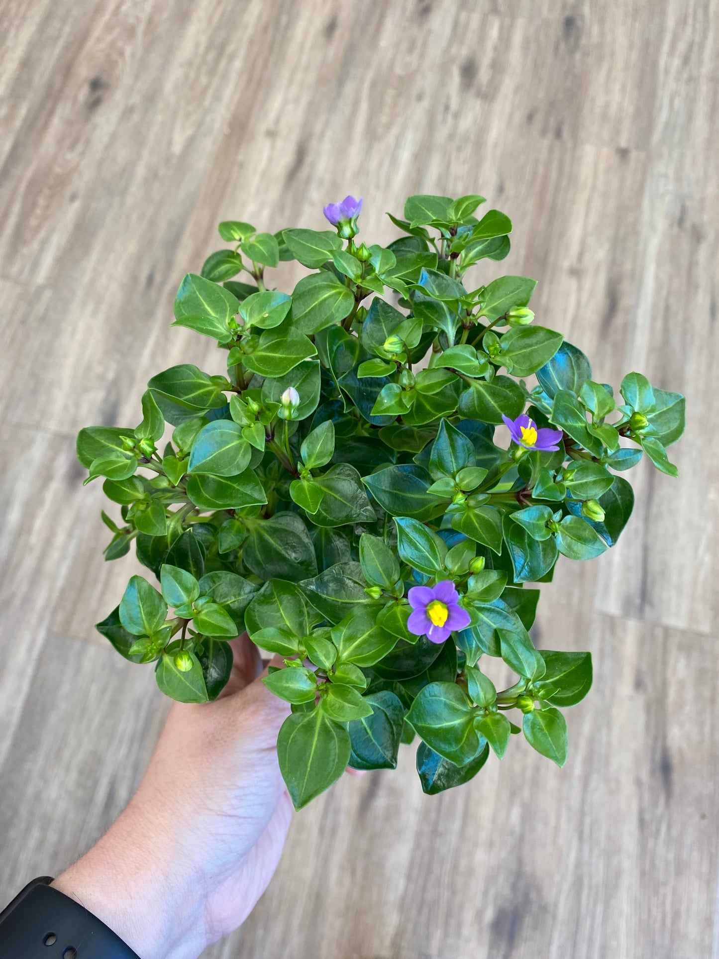 Exacum affine - Persian Violet