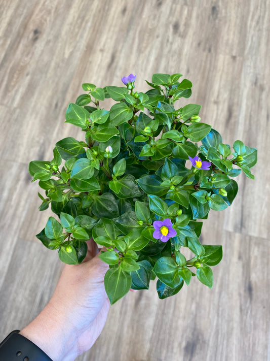 Exacum affine - Persian Violet