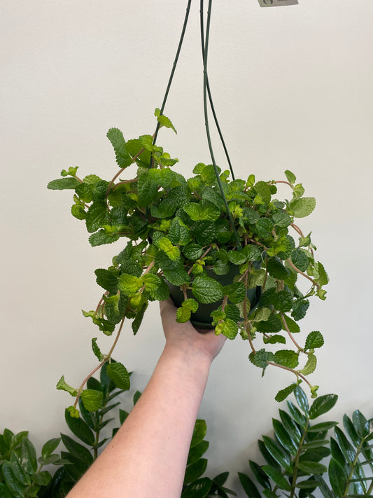 Pilea nummulariifolia - Creeping Charlie