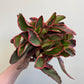 Peperomia clusiifolia 'Ginny'; 'Tricolor' - Red Edge Peperomia
