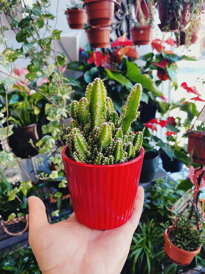 Fairy Castle Cactus